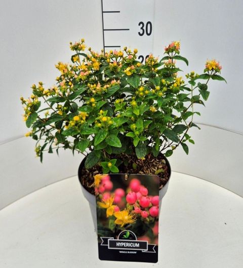 Hypericum 'Allblossom'