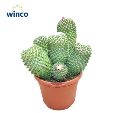 Mammillaria polythele 'Toluca'