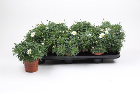Argyranthemum frutescens