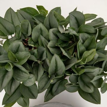 Scindapsus treubii 'Moonlight'