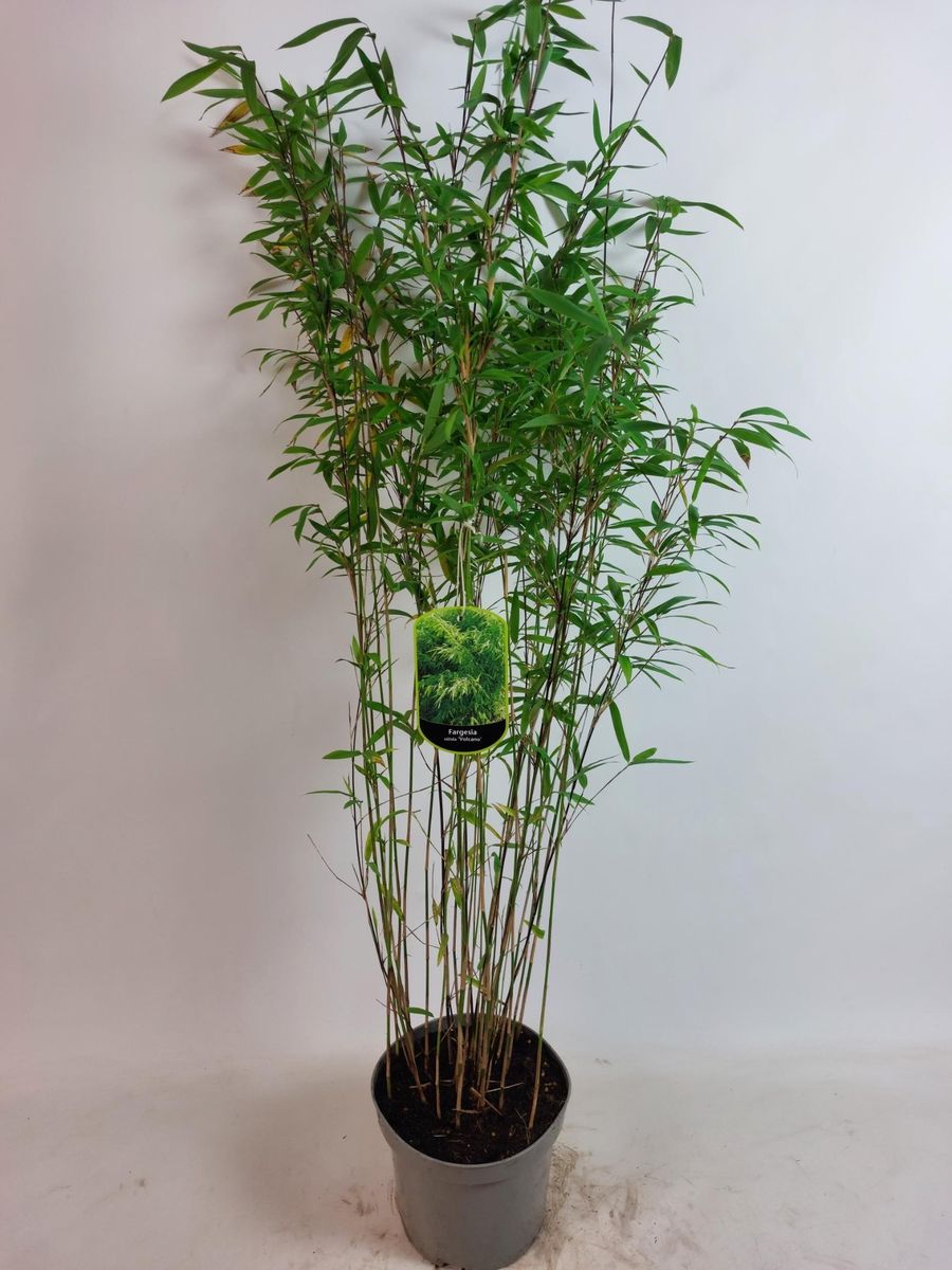 blumen kaktus Wandbild Bunte Blüten und Kakteen main image 1