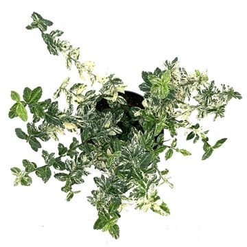 Euonymus fortunei 'Harlequin'