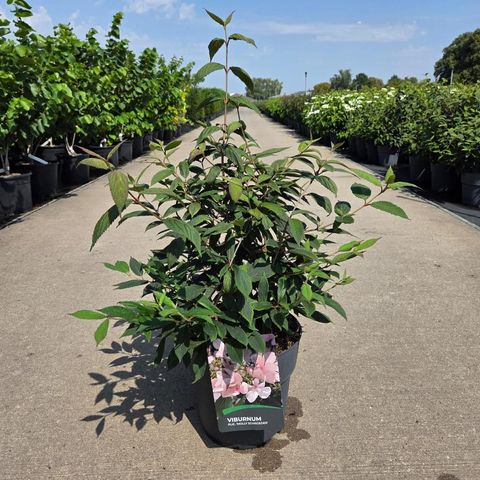Viburnum plicatum 'Molly Schroeder'