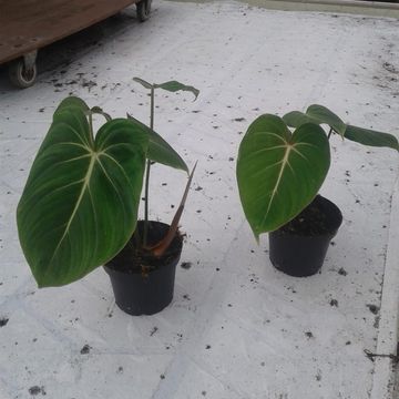 Philodendron gloriosum