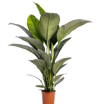 Spathiphyllum 'Sensation'