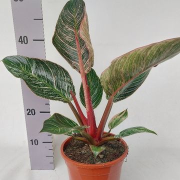 Philodendron PINK BIKINI