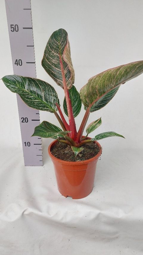 Philodendron PINK BIKINI