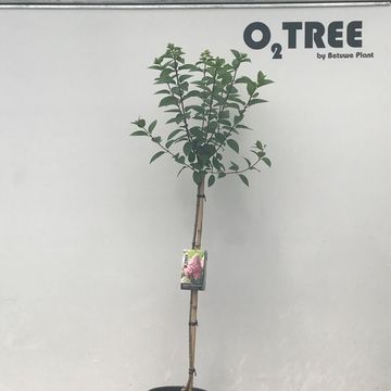 Hydrangea paniculata 'Pink Diamond'