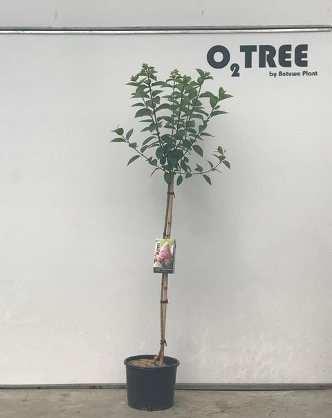 Hydrangea paniculata 'Pink Diamond'