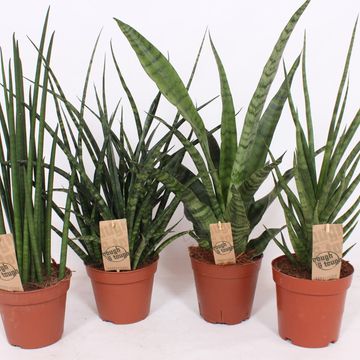 Sansevieria MIX