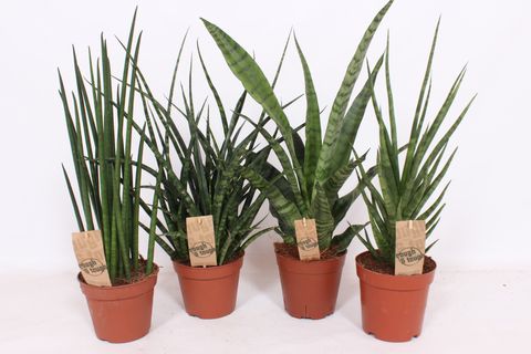 Sansevieria MIX