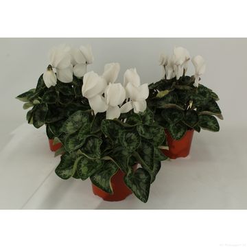 Cyclamen persicum 'Halios White'