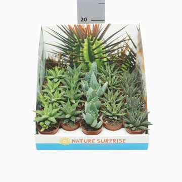 Сукуленти ALOE / HAWORTHIA MIX