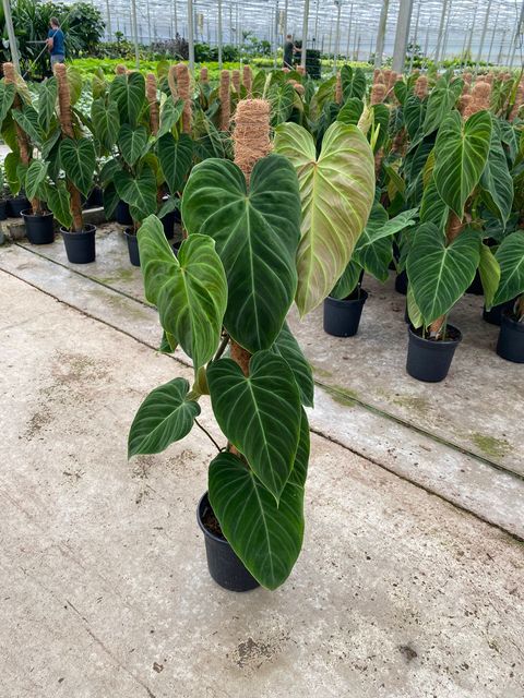 Филодендрон 'Splendid'