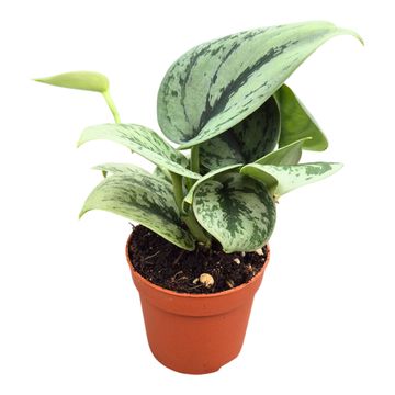 Scindapsus 'Green Anaconda'