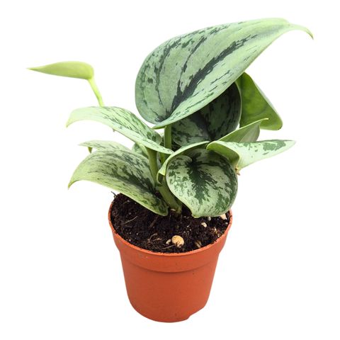 Scindapsus 'Green Anaconda'