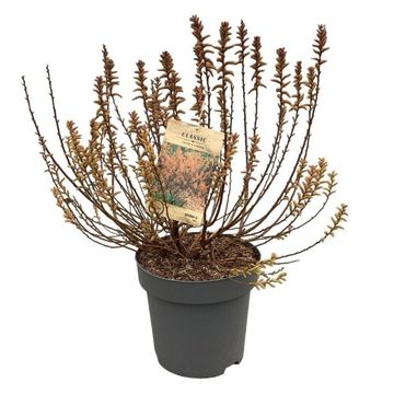 Myrica gale