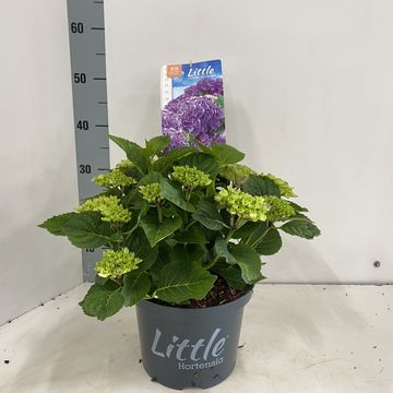 Hydrangea macrophylla 'Little Purple'