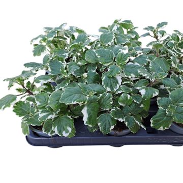 Plectranthus fruticosus