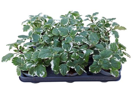 Plectranthus fruticosus