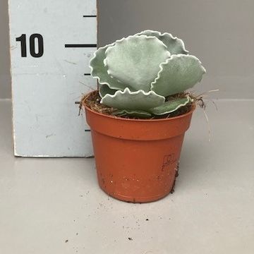 Cotyledon undulata