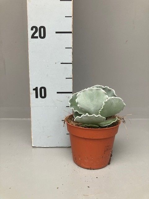 Cotyledon undulata