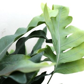 Phlebodium aureum 'Блю Стар'