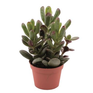 Crassula ovata 'Gandalf'
