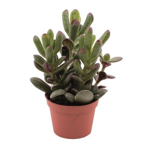 Crassula ovata 'Gandalf'
