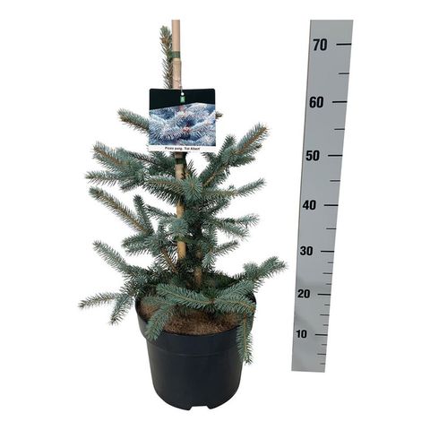 Picea pungens 'Fat Albert' (?)