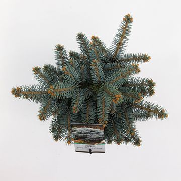 Picea pungens 'Glauca Globosa'