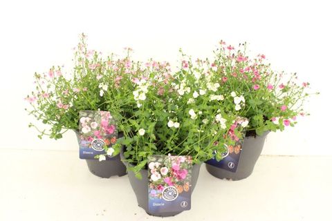 Diascia FLYING COLORS MIX