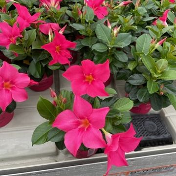 Mandevilla SUMMERSTAR NEON PINK