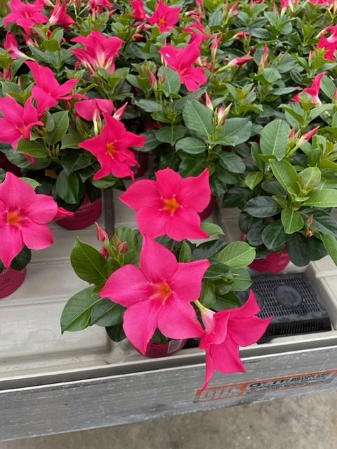 Mandevilla SUMMERSTAR NEON PINK
