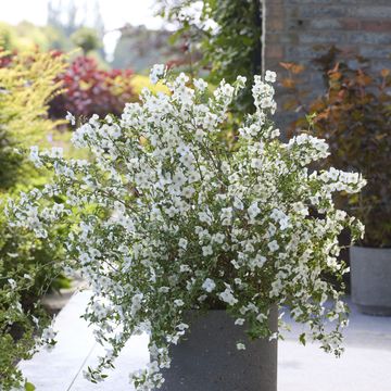 Philadelphus coronarius PETITE PERFUME WHITE