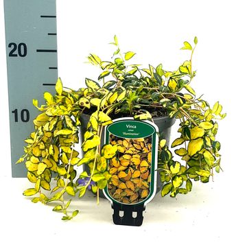 Vinca minor ILLUMINATION