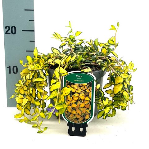 Vinca minor ILLUMINATION