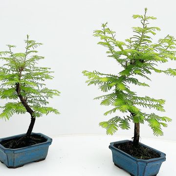 Pseudolarix amabilis