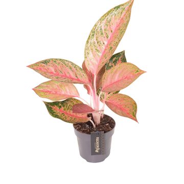 Аглаонема 'Tango Pink'