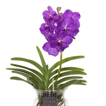 Vanda BOSE BLUE