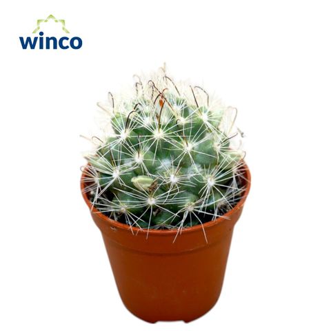 Mammillaria insularis