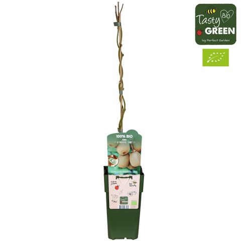 Actinidia deliciosa 'Jenny'