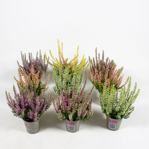 Calluna vulgaris GARDEN GIRLS MIX