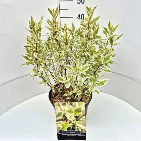 Cornus alba 'Элегантиссима'