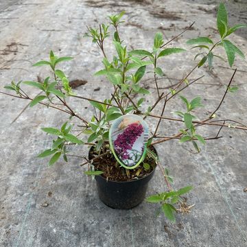 Buddleja davidii 'Royal Red'