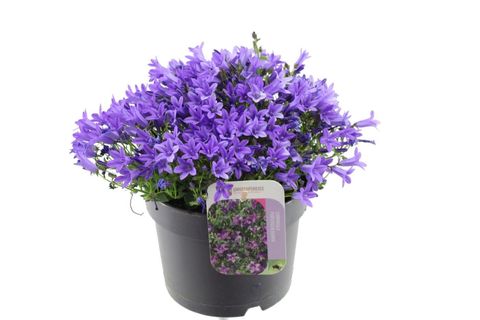 Campanula portenschlagiana
