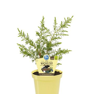 Juniperus communis 'Meyer'