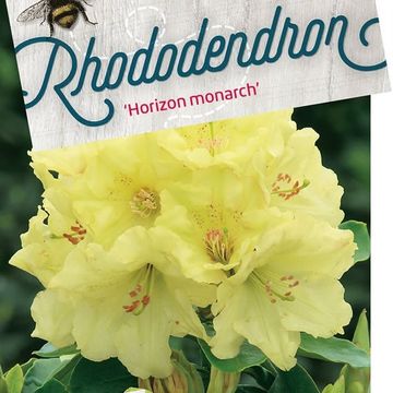 Rhododendron 'Horizon Monarch'