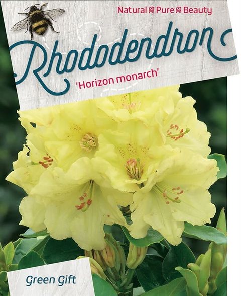 Rhododendron 'Горизон Монарх'