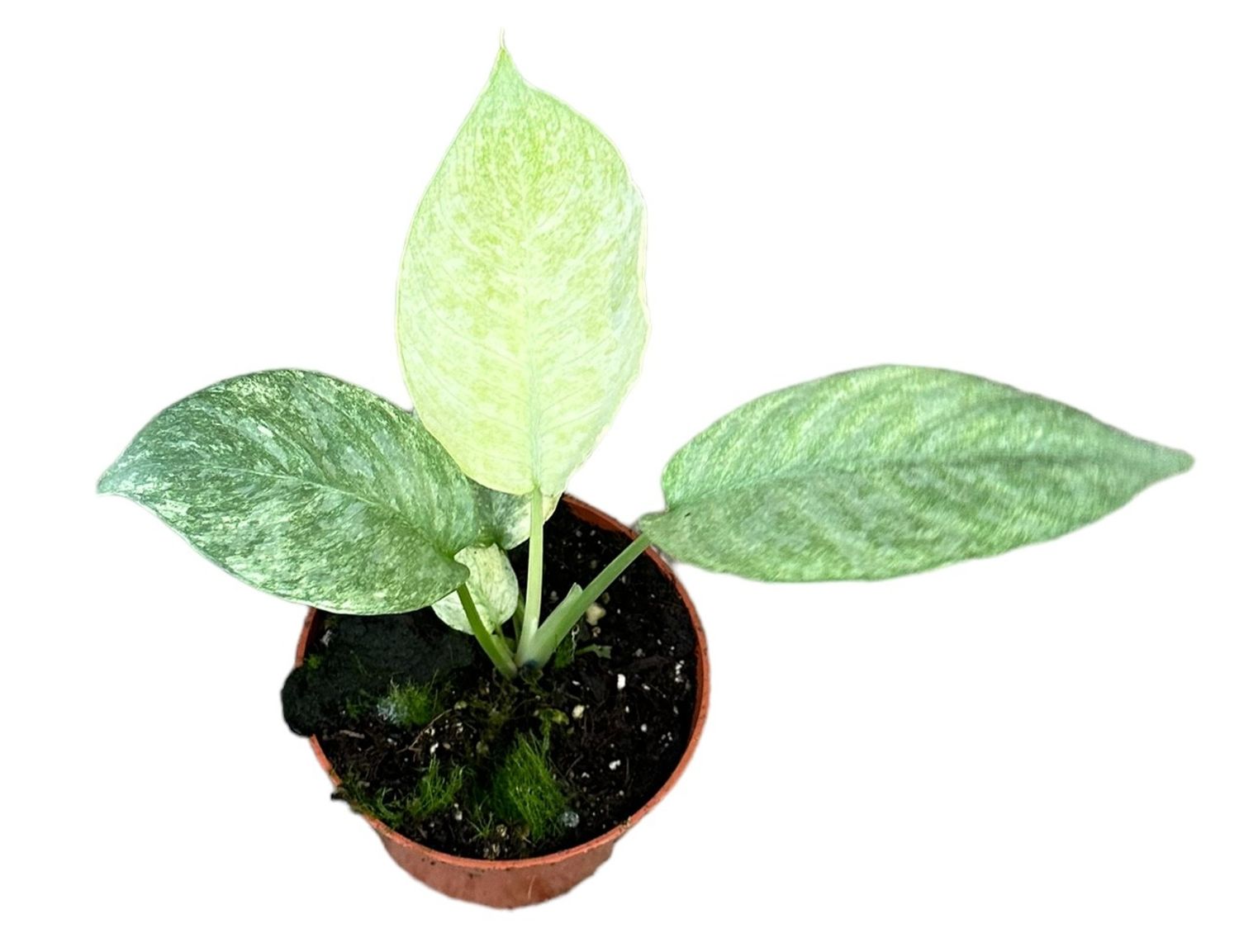 zwergbanane zimmerpflanze Zwergbanane 'Dwarf Cavendish' - Musa Dwarf Cavendish